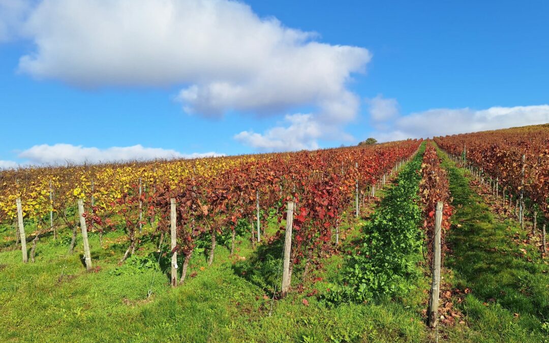 Zwischenfrüchte – ein Beispiel für nachhaltiges Arbeiten im Weinberg